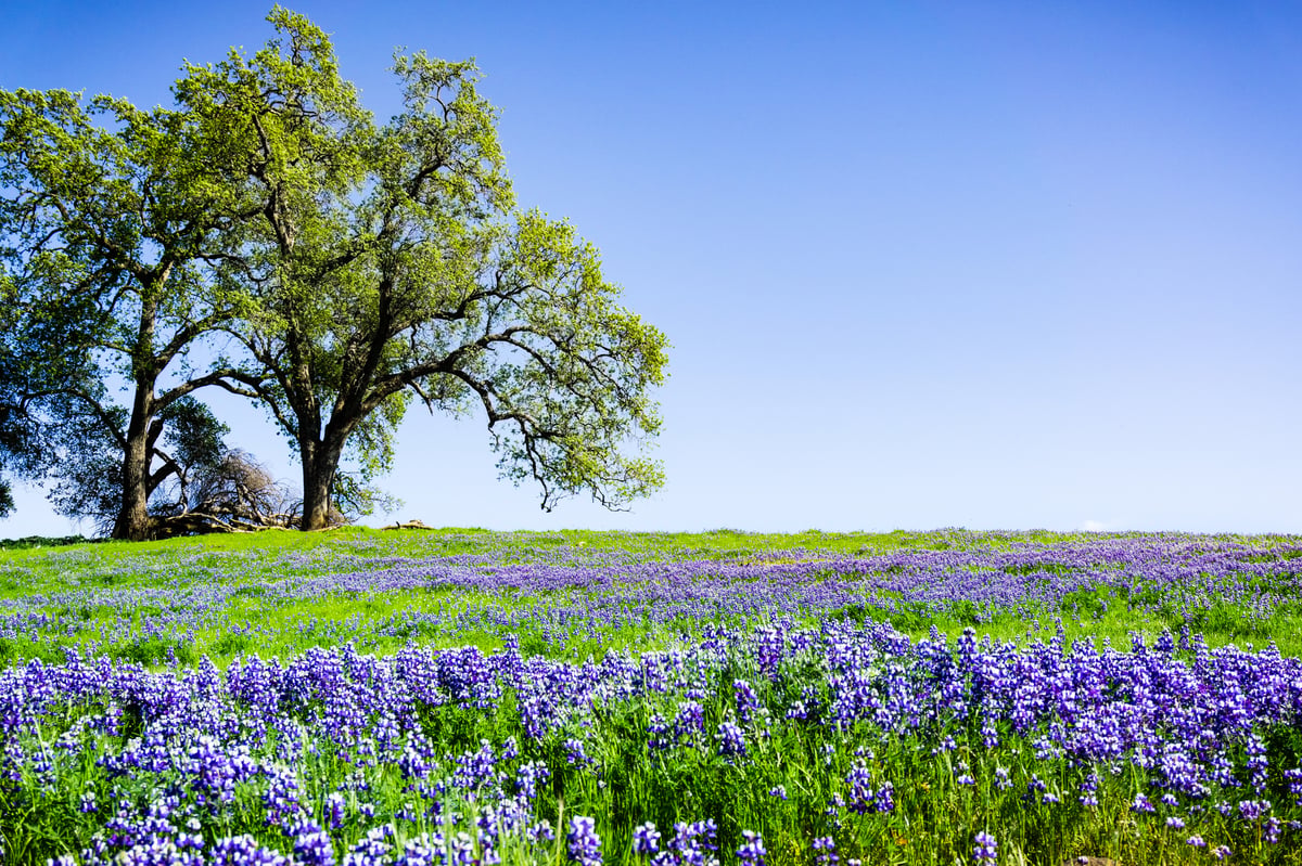 shutterstock_1381003889-1